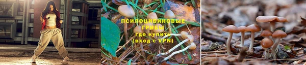 дурь Магас